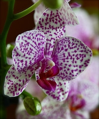 Beautiful Orchids